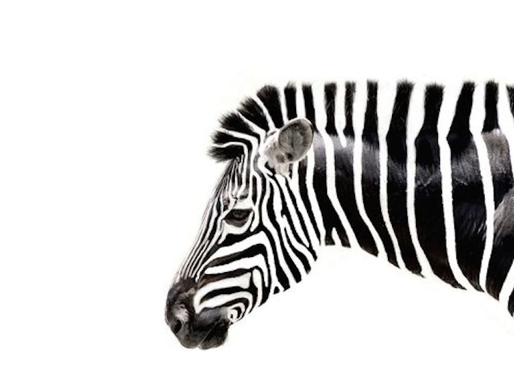 zebra-ritmo-rayas